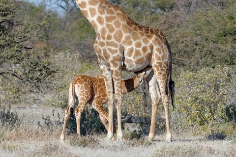 Angolan giraffes (Giraffa camelopardalis angolensis)