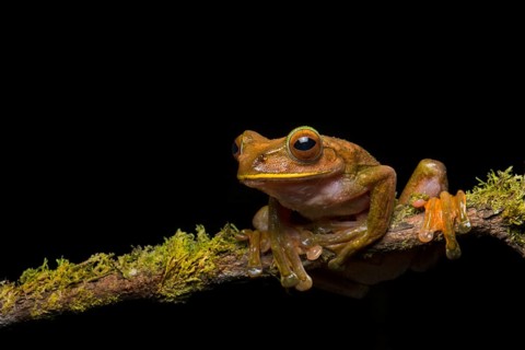 Madagascar frog (Boophis madagascariensis)