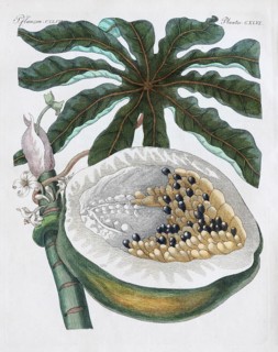 Papaya of papaya tree (Carica papaya)
