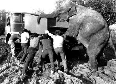 Elephant and men push a car out of the mud