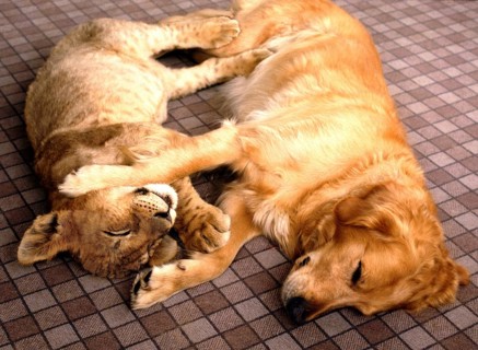 Lion and dog cuddling