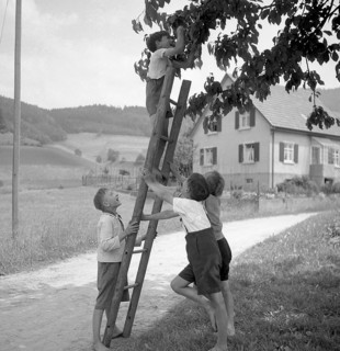Children pick fruit from the apple tree with the help of a ladder