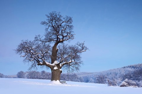 Huge solitary oak tree in winter