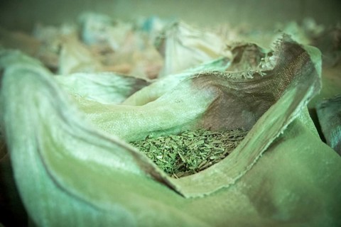 Mate tea production