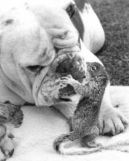 Bulldog plays with squirrel