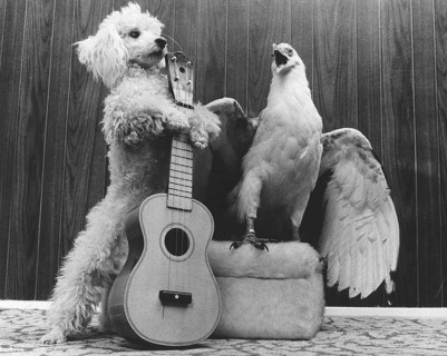 Poodle and eagle playing guitar