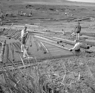 Original caption: ca. 1940 logwood in Bober