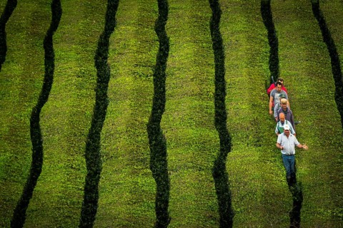 Workers at Cha Gorreana tea plantation