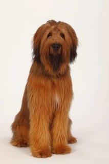 Briard