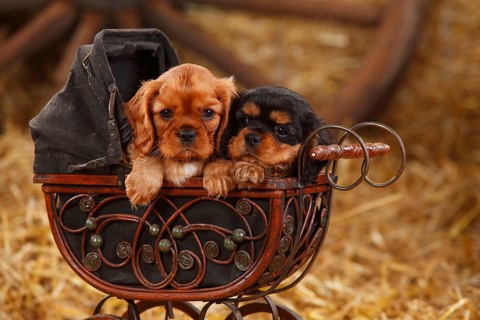 Cavalier King Charles Spaniel