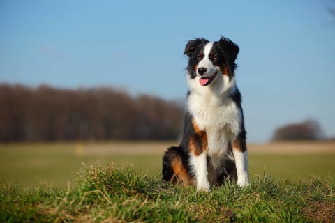 Australian Shepherd