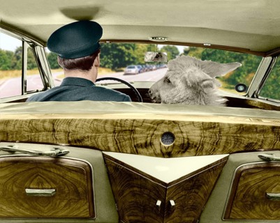 Donkey in the passenger seat