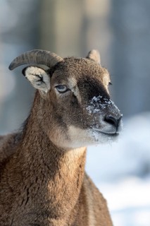 European mouflon (Ovis orientalis musimon)