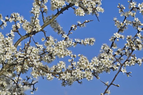 White blossoms