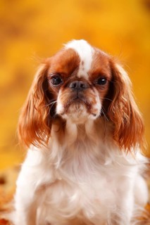 King Charles Spaniel
