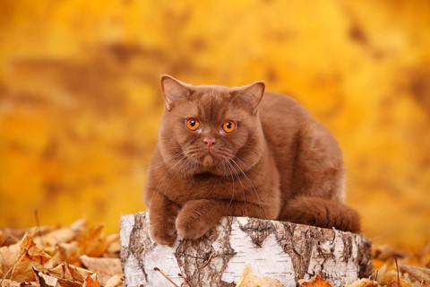 British Shorthair cat