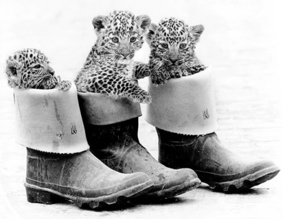 Little leopards in rubber boots