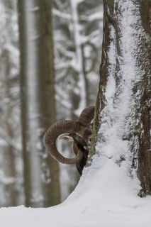 European mouflon (Ovis orientalis musimon)