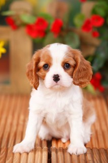 Cavalier King Charles Spaniel