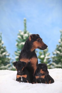 German hunting terrier