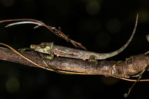 Fallax short-horn chameleon (Calumma fallax)