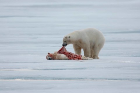 Polar bear (Ursus maritimus)