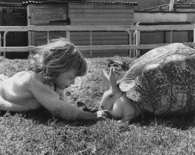 Child playing with rabbits