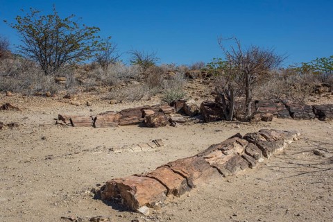 Petrified Tree Trunks