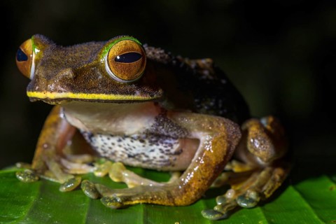 Tree climbing frog species (Boophis albilabris)