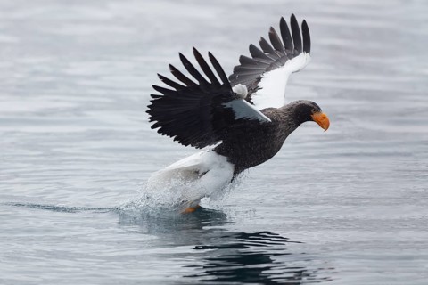 Rising Steller's sea eagle (Haliaeetus pelagicus) with prey