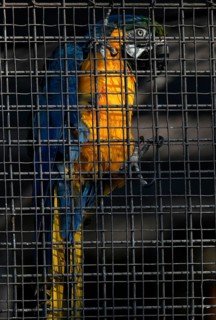 Blue and yellow macaw (Ara ararauna) behind bars in cage