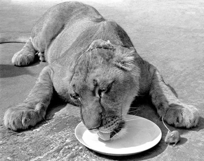Lion with mouse on his head