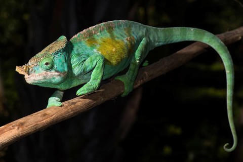 Parson's chameleon (Calumma parsonii cristifer)