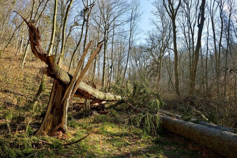 Broken spruce (ficus)