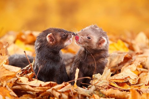 Two Ferrets (Mustela putorius forma domestica) in autumn leaves