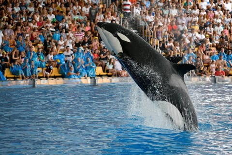 Two Killer whales (Orcinus orca) jumping synchronously