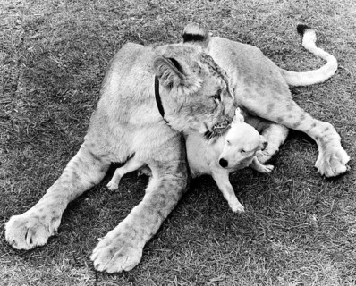Dog and Lion cuddling