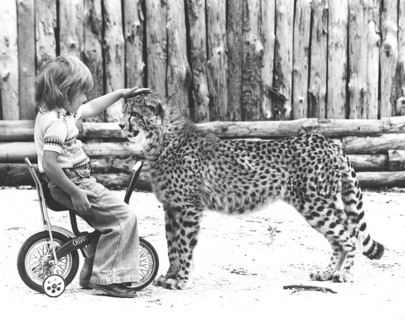 Boy strokes a cheetah