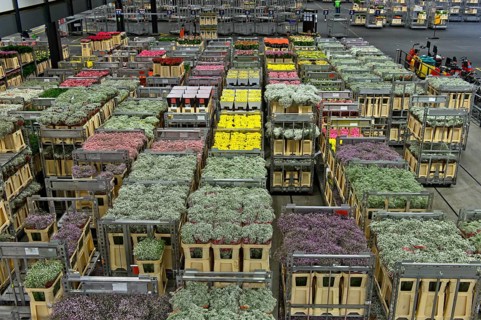 Boxes of flowers ready for dispatch in a warehouse
