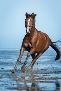 Brown horse