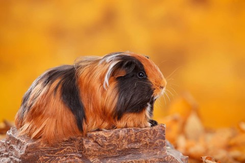 Sheltie guinea pig on stone