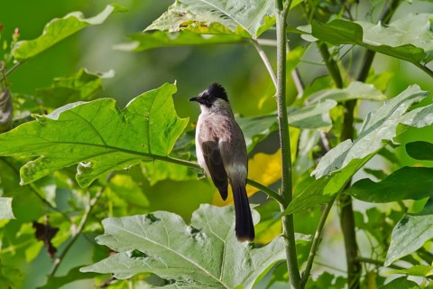 Sooty-headed bulbul (Pycnonotus aurigaster) sits in leaves