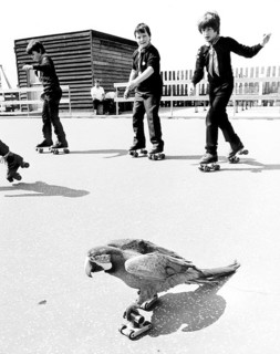 Children and parrots roller-skating