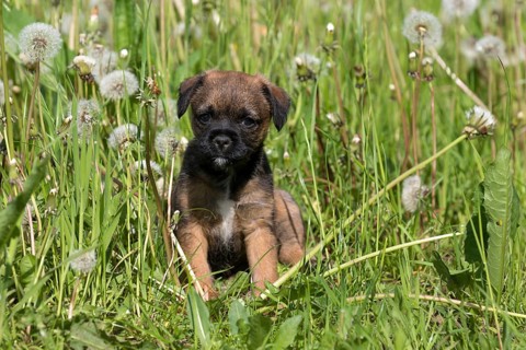 Border Terrier Puppy