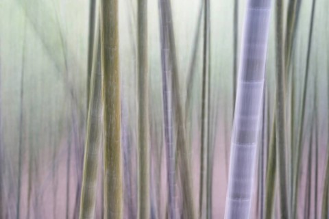 Bamboo Forest