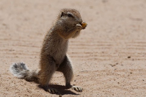 Cape ground squirrel (Xerus inauris)