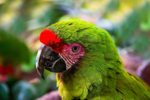 Animal portrait