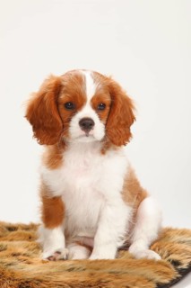 Cavalier King Charles Spaniel