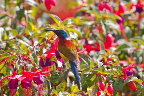 Green-tailed Sunbird (Aethopyga nipalensis)