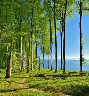 Hiking trail through beech forest on the high bank above the chalk cliffs in spring